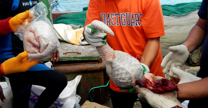 This handout photo by Tubbataha Management Office (TMO) shows Philippine coast guard personnel inspecting frozen pangolins, or scaly anteaters, found in the cargo hold of a Chinese boat which ran aground off Tubbataha reef, in Palawan island. —AFP Photo