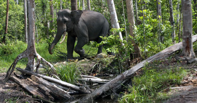 Approval of the plan would open up the forest, on the northern tip of Sumatra province and home to critically endangered orangutans, rhinos, and elephants, for mining, paper and palm oil plantations. —AP (File) Photo