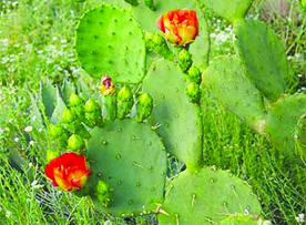 cactus