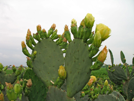 cactus2