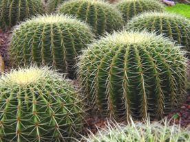 cactus3