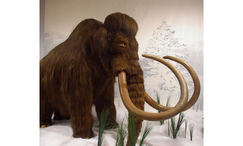 Cover story Magnificent mammoths Newspaper