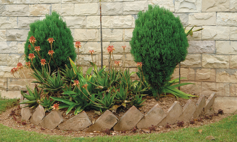 Drought tolerant aloes and Juniper
