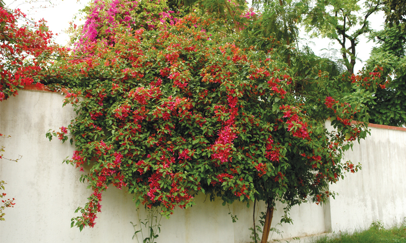 Bougainvillea — making a break for freedom