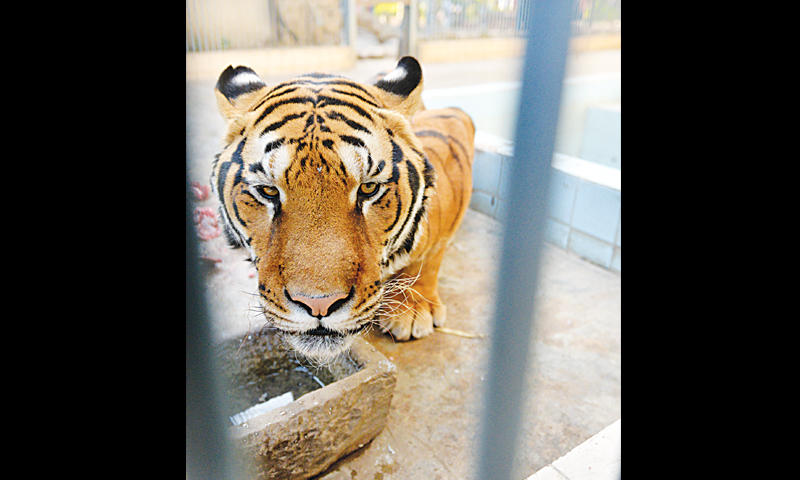 Bengal tiger dies in zoo - Pakistan - DAWN.COM