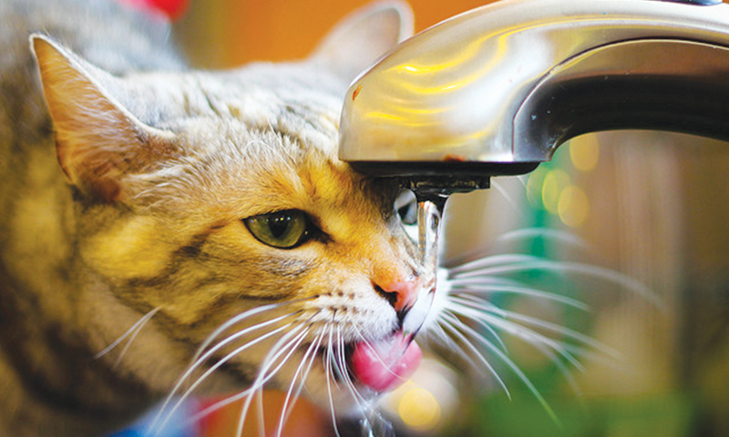 hot-dogs-and-cats-newspaper-dawn-com