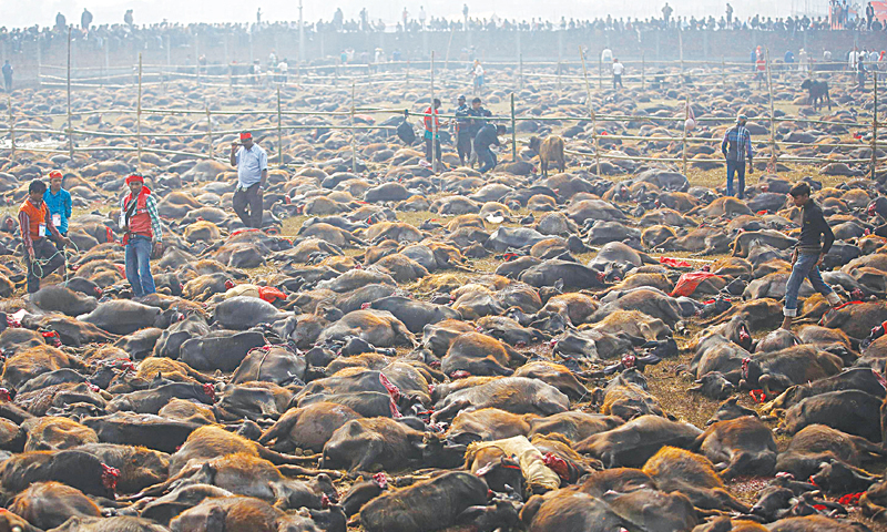 Nepal’s religious mass animal slaughter under way