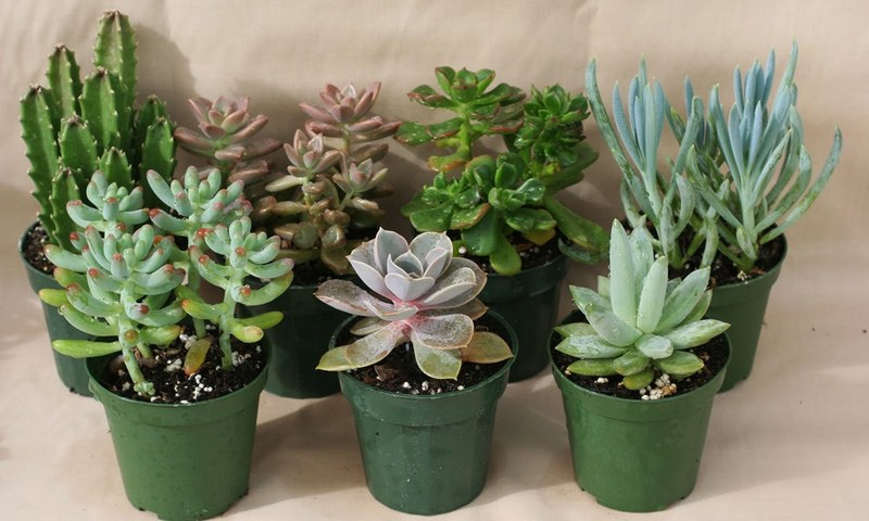 &mdash; وکی میڈیا کامنز