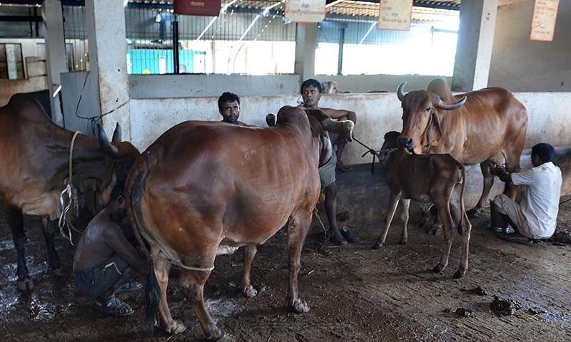 Is beef banned in delhi image