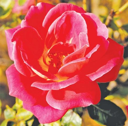 Simply roses - Newspaper - DAWN.COM