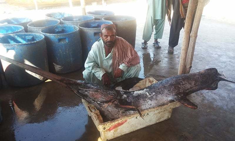 Rare swordfish caught, sold - Pakistan - DAWN.COM