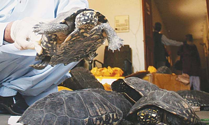 Seven more seized turtles die - Pakistan - DAWN.COM