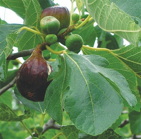 Fig Pak Fig Varieties In Pakistan