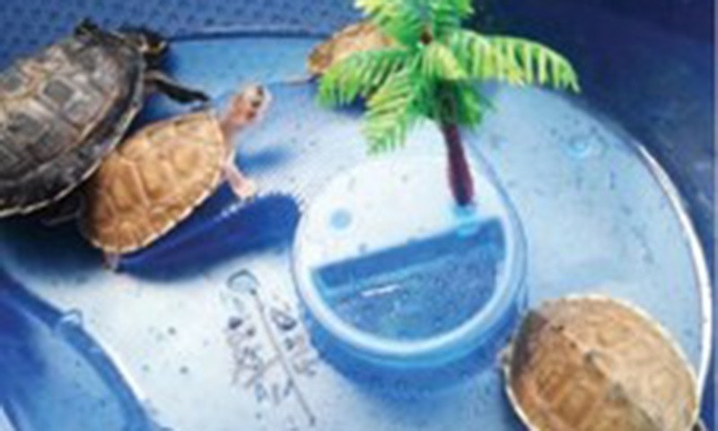 Protected freshwater turtles confiscated - Pakistan - DAWN.COM