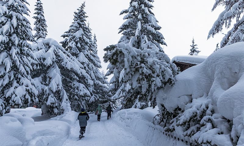 Children walk past trees after heavy snowfall in Saas Fee village, near Zermatt in the Swiss Alps.─AP