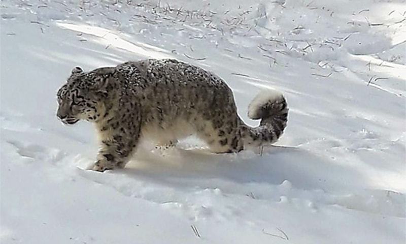 Pakistan Leopard Snow leopard faces extinction in Pakistan, warn experts - Pakistan ...