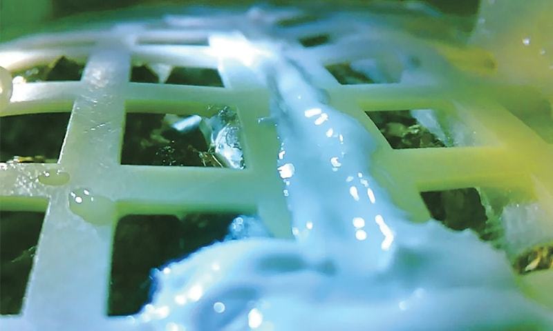 A COTTON sprout growing in a lattice-structured container on the far side of the moon.