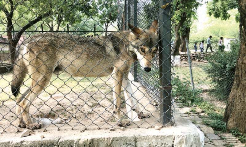 Row over zoo control leaves animals sick, short of food - Newspaper