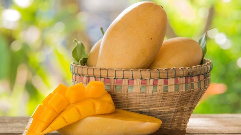 A new species of seedless mango makes its way to Islamabad's Mango Festival