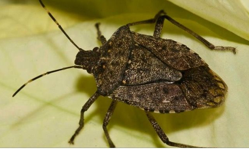 مکھیوں، مچھوں کے بعد کراچی پر نئے قسم کے 'حشرات الارض' کی بہتات ...