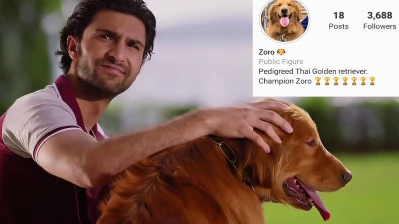 Zoro, the dog from Ehd-e-Wafa has his own Instagram account