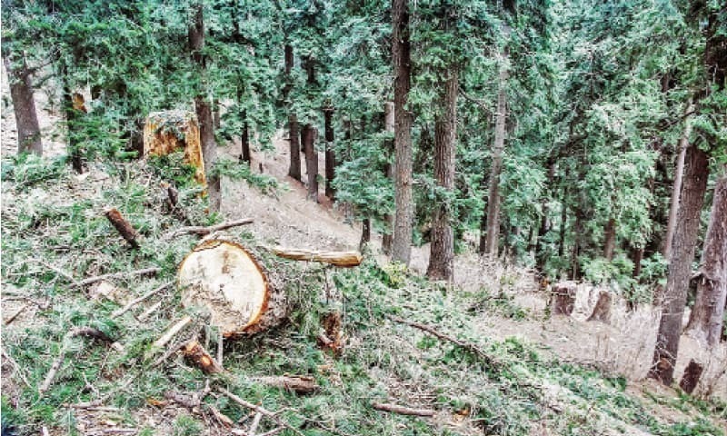 New policy to improve forest cover in Sindh finalised - DAWN.com