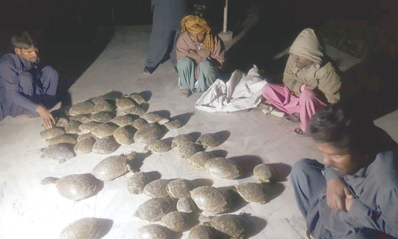 54 freshwater turtles rescued in Larkana - Pakistan - DAWN.COM