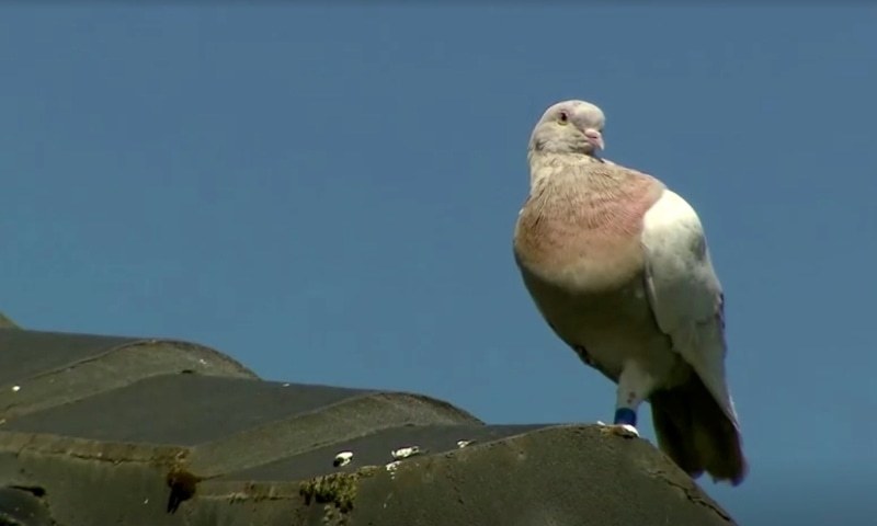 'Fake' US leg band may get pigeon a reprieve in Australia - World - Vimarsana News