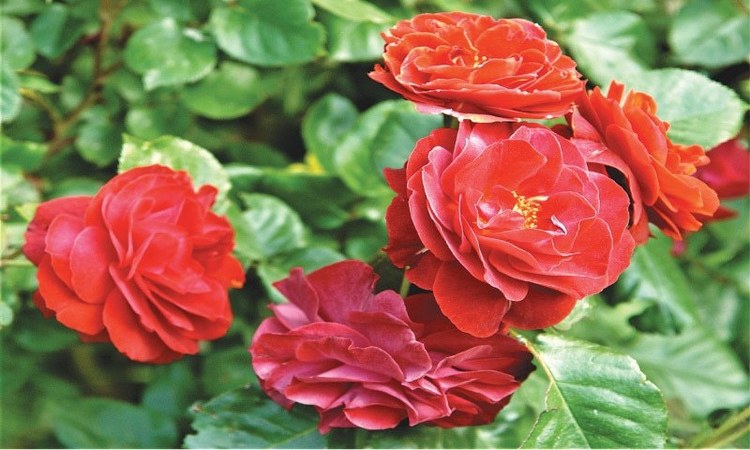 The second part of a simple guide to growing roses