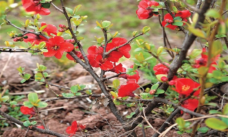 GARDENING: ESSENTIAL ORGANICS - Newspaper - DAWN.COM