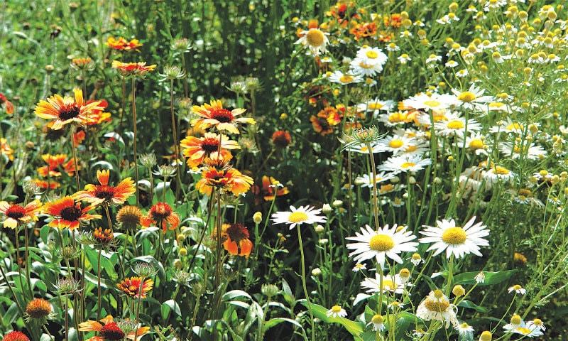 GARDENING: THE CONSTANT GARDENER - Newspaper - DAWN.COM