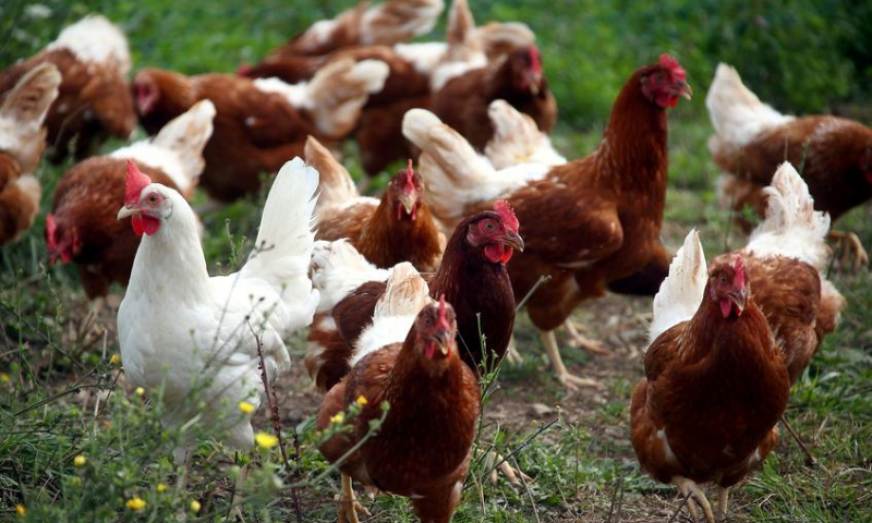 Russia detects first case of H5N8 avian flu in humans - Newspaper - Vimarsana News