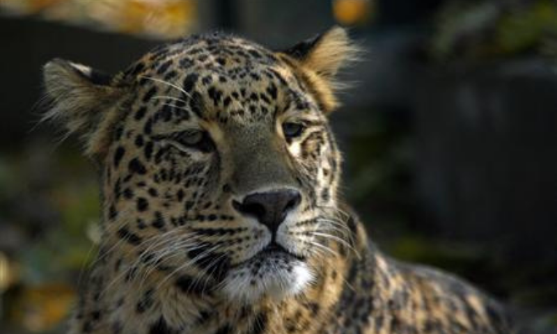 Efforts on to set up first Asian Leopard reserve in Margalla Hills: PM's aide - Pakistan - Vimarsana News