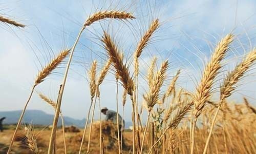 Sindh matches Punjab wheat price to stabilise flour rate - Newspaper - Vimarsana News