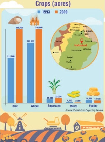 The many crops of Hafizabad - Newspaper - Vimarsana News