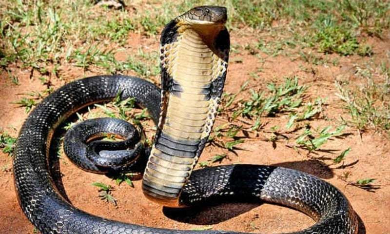 Man jailed in India for killing wife with cobra - Newspaper - Vimarsana News