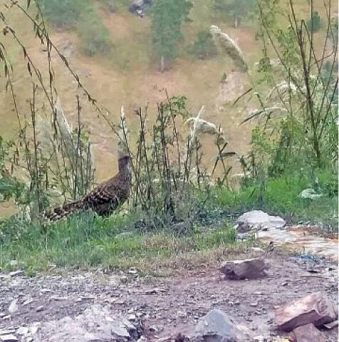 Endangered pheasants spotted in Kaghan valley - Pakistan - Vimarsana News