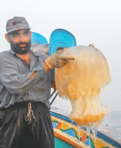 Experts call for studying dynamics of jellyfish blooms - Newspaper - Vimarsana News