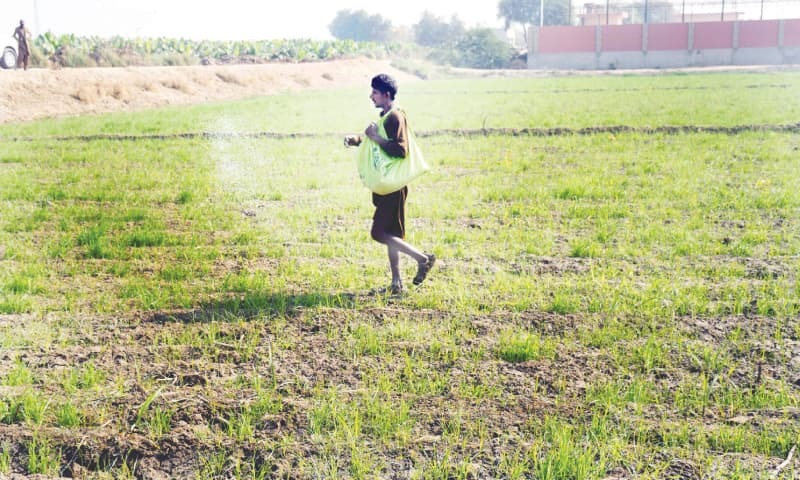 Sindh plans to start wheat procurement from March 15 - Newspaper - Vimarsana News