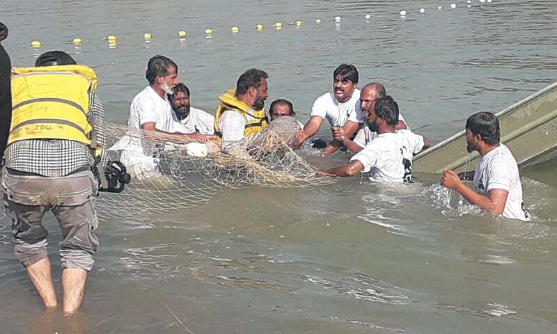 Another blind dolphin rescued in Dadu canal - Pakistan - Vimarsana News