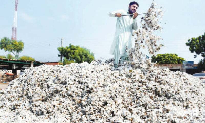 White lint's positive trend in Sindh - Newspaper - Vimarsana News
