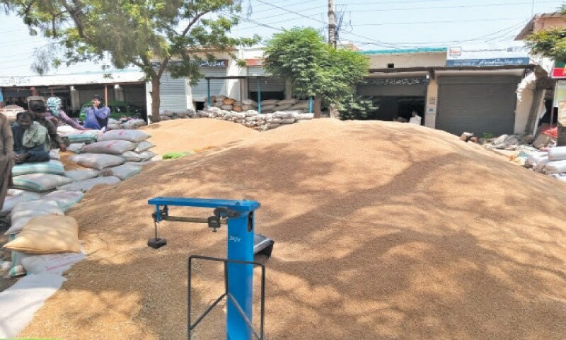 Spring heatwave, dry seasons make wheat procurement target a struggle - Newspaper - Vimarsana News