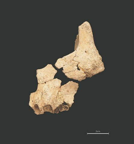 Oldest European human fossil found in Spain - World - DAWN.COM