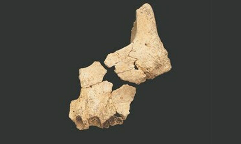 Oldest European human fossil found in Spain - World - DAWN.COM