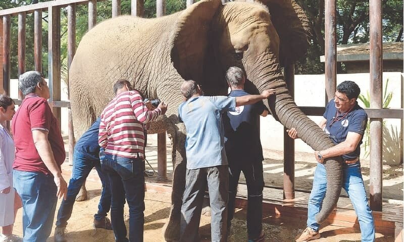 Vet team on way to Karachi for treatment of four elephants - Pakistan - Vimarsana News