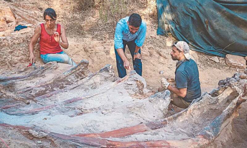 Skeleton of huge dinosaur unearthed in Portugal - Newspaper - Vimarsana News
