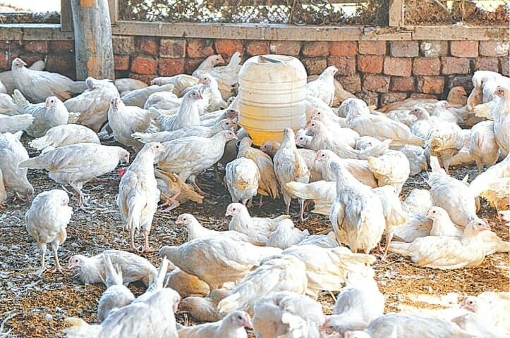 PPA warns of further hike in poultry prices - Business - Vimarsana News
