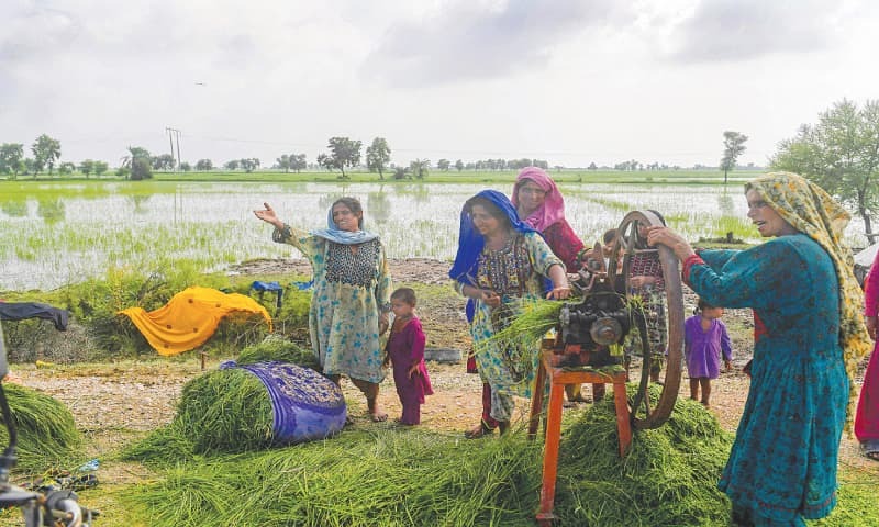Heat, then floods ruin farmers' livelihoods - Newspaper - Vimarsana News