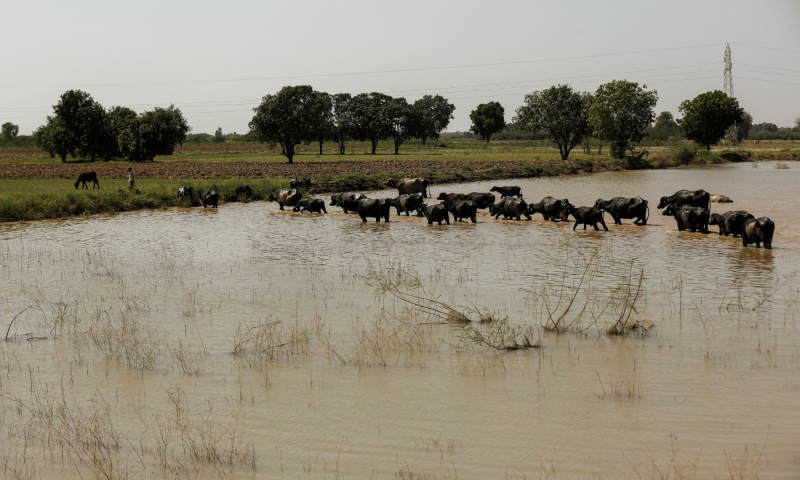 A herd of buffalos wade through stagnant rain water after monsoon season in Kunri.