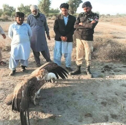 Stray vulture rescued, released in Layyah - Newspaper - Vimarsana News